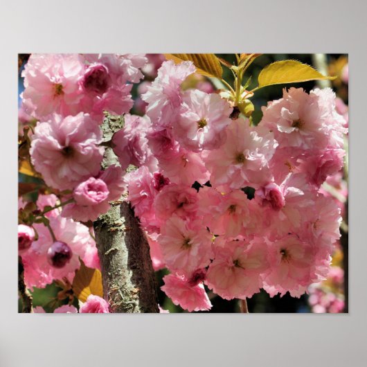 Roze lente bloesems poster (Voorkant)