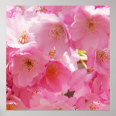 Roze lente bloesems poster (Voorkant)