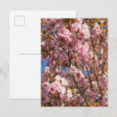 Roze lente kersenbloesem briefkaart (Voorkant / Achterkant)