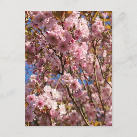 Roze lente kersenbloesem briefkaart (Voorkant)