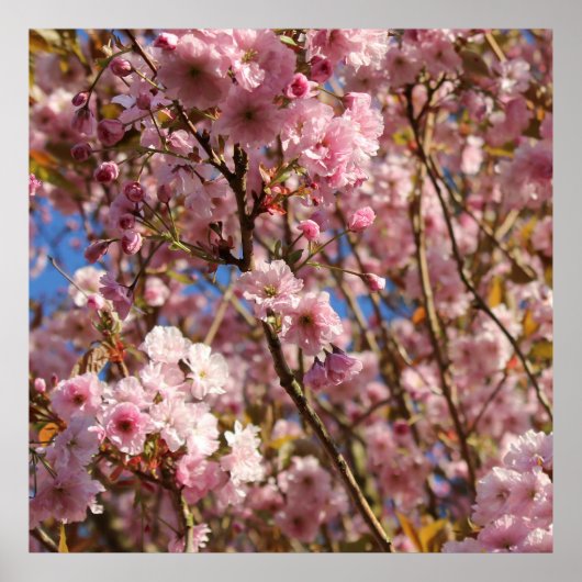 Roze lente kersenbloesem poster (Voorkant)