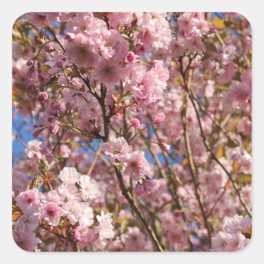 Roze lente kersenbloesem vierkante sticker (Voorkant)