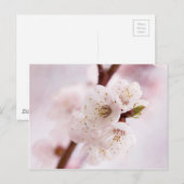Roze lentebloesems briefkaart (Voorkant / Achterkant)