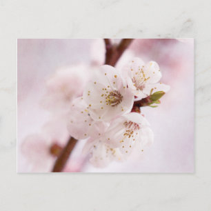 Roze lentebloesems briefkaart