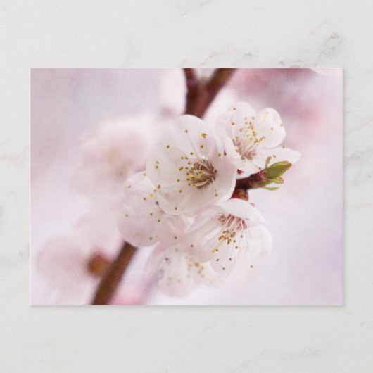 Roze lentebloesems briefkaart (Voorkant)