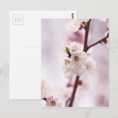 Roze lentebloesems briefkaart (Voorkant / Achterkant)