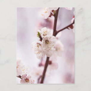 Roze lentebloesems briefkaart