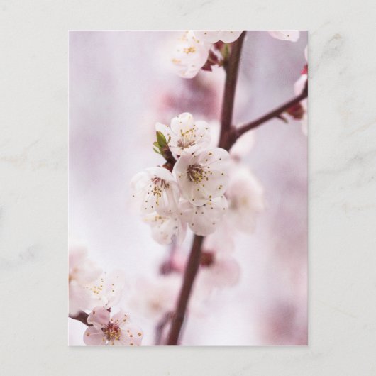 Roze lentebloesems briefkaart (Voorkant)