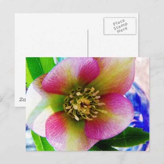 Roze Lenten-Roos, Briefkaart (Voorkant / Achterkant)