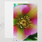 Roze Lenten-Roos, Briefpapier (Voorkant / Achterkant)