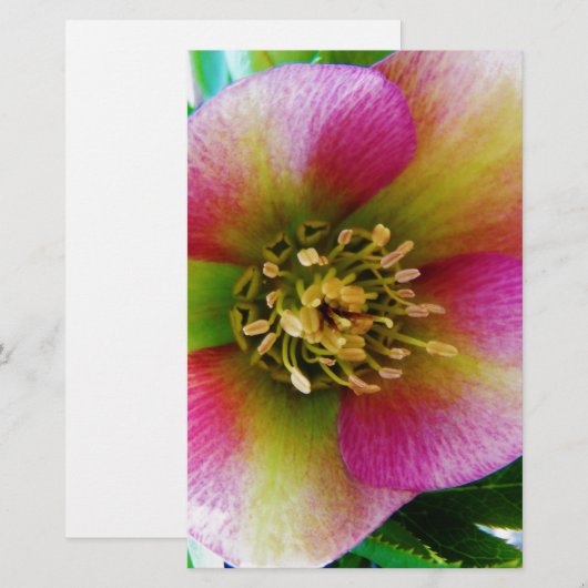 Roze Lenten-Roos, Briefpapier (Voorkant / Achterkant)