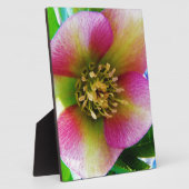 Roze Lenten-Roos, Fotoplaat (Zijkant)