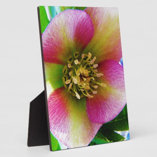 Roze Lenten-Roos, Fotoplaat (Zijkant)