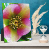 Roze Lenten-Roos, Fotoplaat (Zijkant)