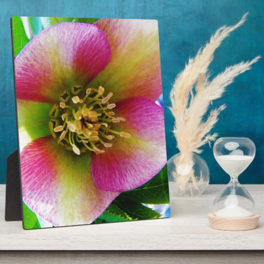 Roze Lenten-Roos, Fotoplaat (Zijkant)