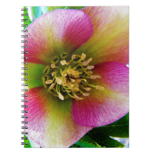 Roze Lenten-Roos, Notitieboek