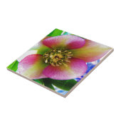 Roze Lenten-Roos, Tegeltje (Zijkant)