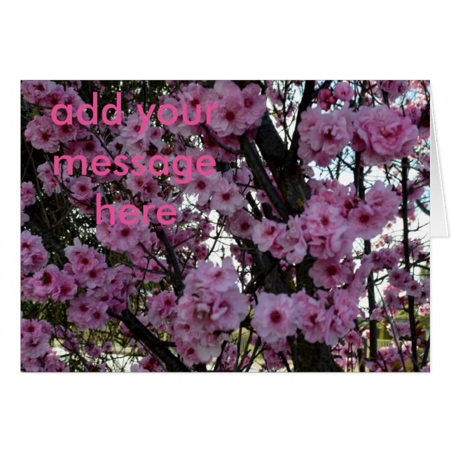 Roze lentesbloesem, (Voorkant Horizontaal)