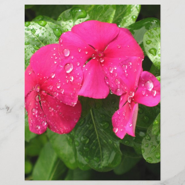  roze lentevloervloeren die papier scrapbooten (Voorkant)