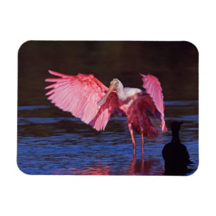 Roze Lepelaar (Ajaia ajaja) met Aalscholver Magneet