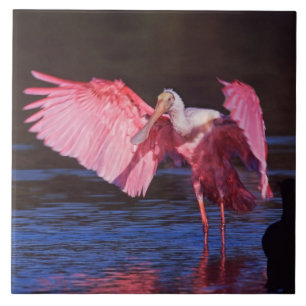 Roze Lepelaar (Ajaia ajaja) met Aalscholvers Tegeltje