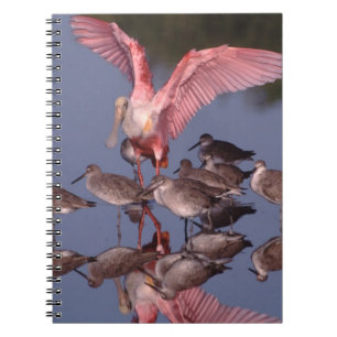 Roze Lepelaar met Willets in ondiep water Notitieboek