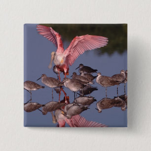 Roze Lepelaar met Willets in ondiep water Vierkante Button 5,1 Cm