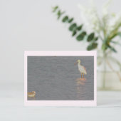 Roze Lepelaar Vogel Ansichtkaart  Briefkaart (Staand voorkant)