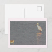Roze Lepelaar Vogel Ansichtkaart  Briefkaart (Voorkant / Achterkant)