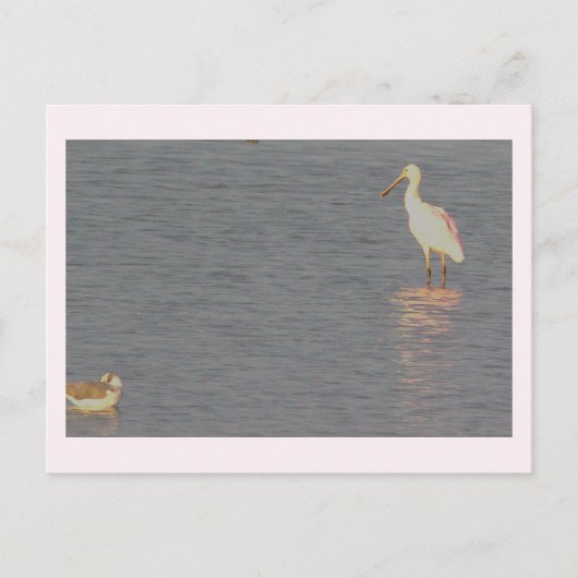 Roze Lepelaar Vogel Ansichtkaart  Briefkaart (Voorkant)