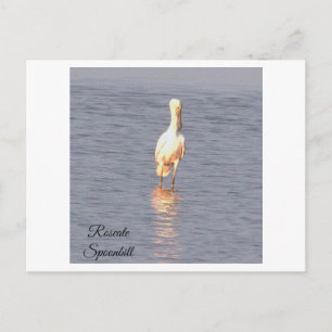 Roze Lepelaar Vogel Foto Ansichtkaart Briefkaart