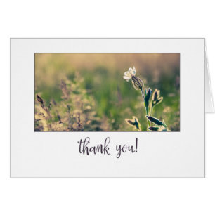 Roze lichte Campion Wildflower Hartelijk dank