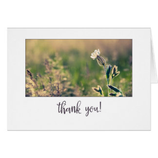 Roze lichte Campion Wildflower Hartelijk dank