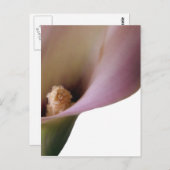 Roze Lilly Briefkaart (Voorkant / Achterkant)