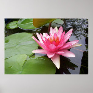Roze Lilly in Pond Poster