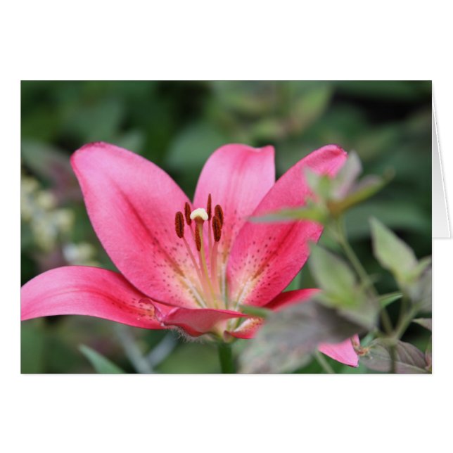 Roze Lily (Voorkant Horizontaal)
