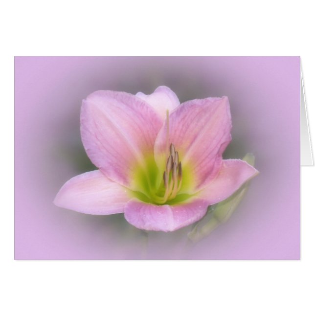 Roze Lily (Voorkant Horizontaal)