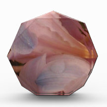 Roze Lily