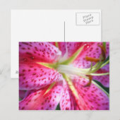 Roze Lily Briefkaart (Voorkant / Achterkant)