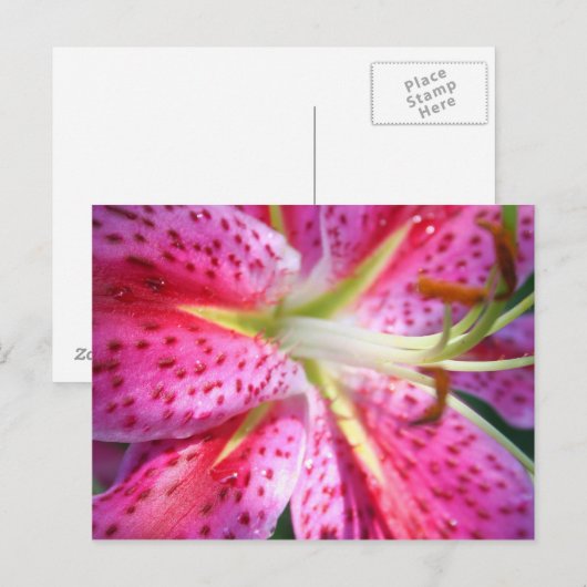 Roze Lily Briefkaart (Voorkant / Achterkant)