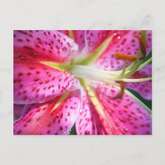 Roze Lily Briefkaart (Voorkant)