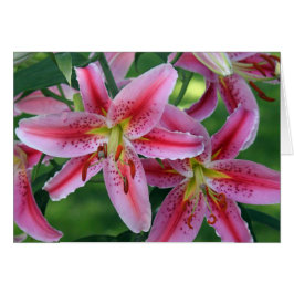  Roze Lily Floral Foto Blank