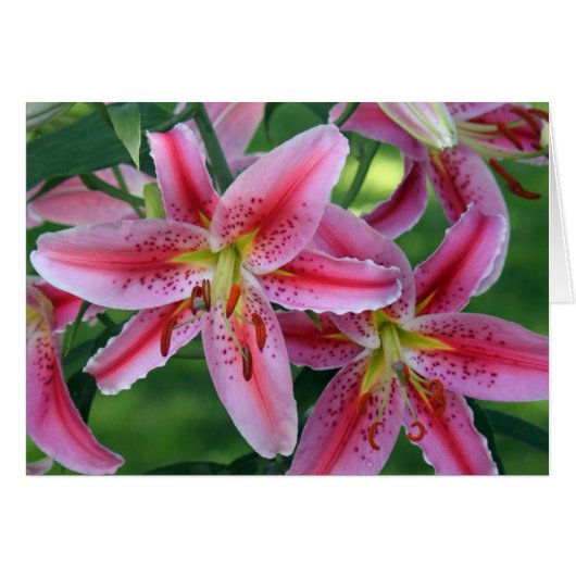 Roze Lily Floral Foto Blank (Voorkant Horizontaal)