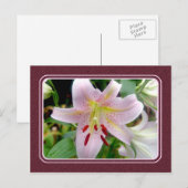 Roze Lily Flower Briefkaart (Voorkant / Achterkant)