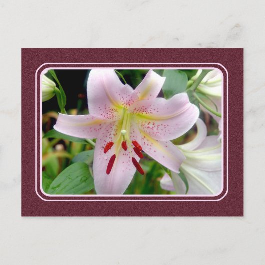 Roze Lily Flower Briefkaart (Voorkant)