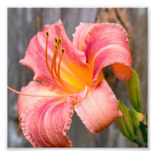 Roze Lily Flower Close Foto Afdruk