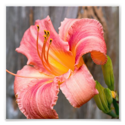 Roze Lily Flower Close Foto Afdruk (Voorkant)