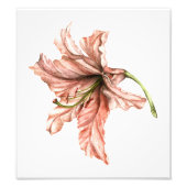 Roze Lily Flower Foto Afdruk (Voorkant)