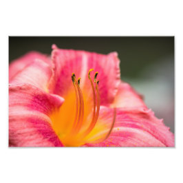 Roze Lily Flower Foto Afdruk