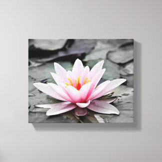 Roze Lily Flower met zwarte achtergrond Canvas Afdruk